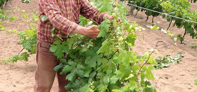 Ungrafted vineyards farmed in Badesi