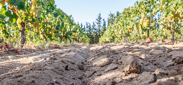 Ungrafted vineyards reared on Badesi Sand - Cantina Li Duni