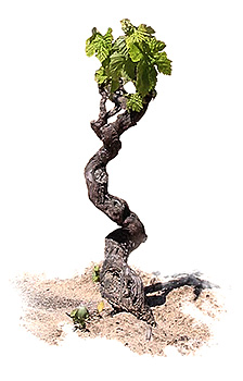 vite-alberello-piedefranco Vite ad alberello a piedefranco su sabbia - Cantina Li Duni